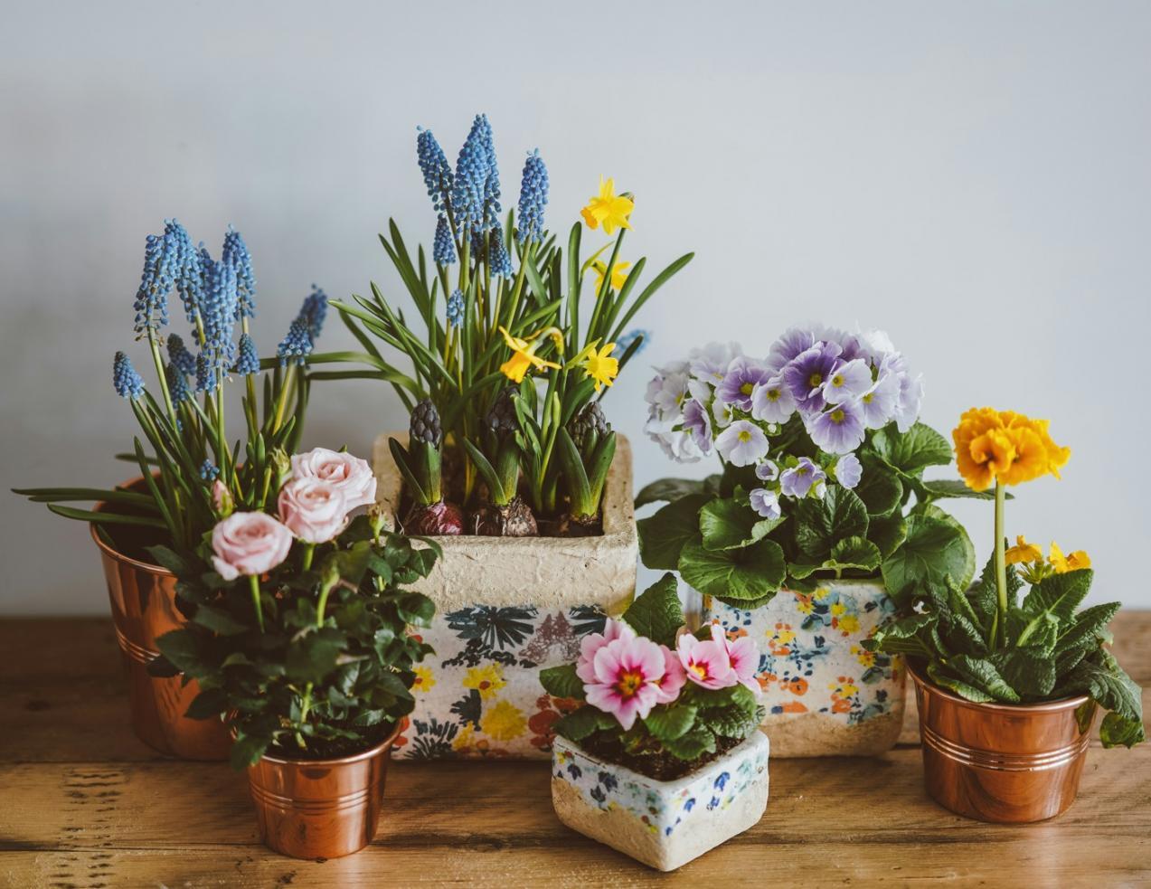 A peaceful workspace setup ideal for remote learning with plants and natural light